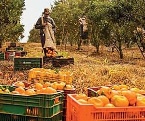 Agro cria 30,5 mil empregos formais em junho, impulsionado pelos cultivos de laranja e café