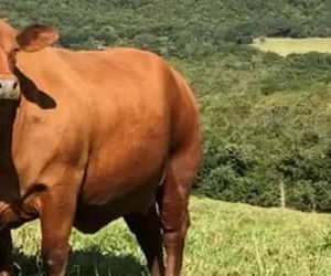 Boi gordo hoje: confira cotações para esta segunda-feira (10)