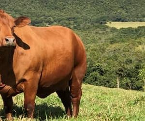Boi gordo hoje: confira cotações para esta terça-feira (4)