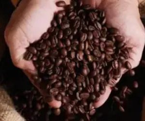 Café hoje: confira as cotações para esta segunda-feira (3)