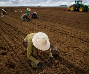 Governo atrasa pagamento de R$ 141 milhões de contratos do Seguro Rural