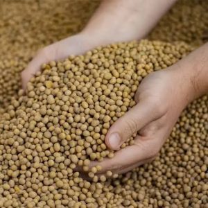 SOJA E TRIGO: confira cotações para esta segunda-feira (3)