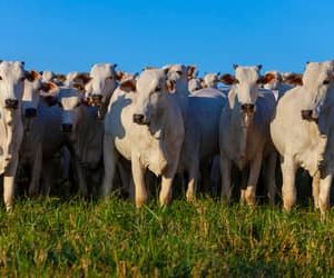 Valor Bruto da Produção Agropecuária é estimado em R$ 1,39 trilhão em julho