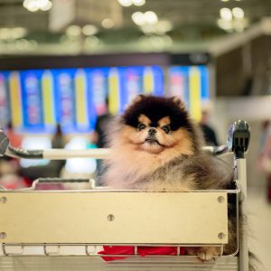 Viagem com pets: KAYAK revela desafios e oferece dicas