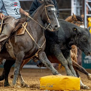 Cavalo Crioulo reúne Freio de Ouro, Morfologia e Supercopa Jovem em 12 dias de programação