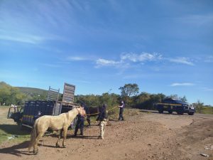 PRF e Prefeitura de Sant’Ana do Livramento intensificam recolhimento de animais soltos na Semana Farroupilha