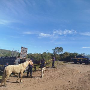 PRF e Prefeitura de Sant’Ana do Livramento intensificam recolhimento de animais soltos na Semana Farroupilha