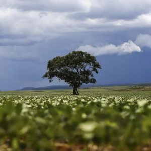 Crédito rural: Região Sul lidera liberação de recursos e Nordeste registra maior valor médio na safra 2026/2027