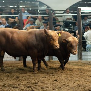 Mercado aquecido na pecuária eleva expectativa de negócios para Farm Show em Dom Pedrito