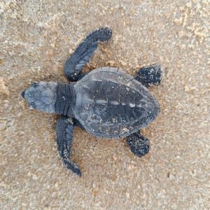 Indústria alagoana apoia conservação da fauna marinha