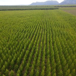 Madeira é destaque de MG na economia de baixo carbono