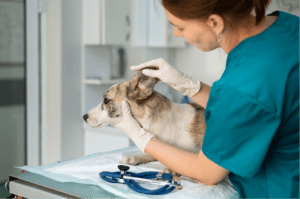 Medicina Veterinária amplia atuação e ganha importância na saúde animal e humana