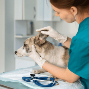 Medicina Veterinária amplia atuação e ganha importância na saúde animal e humana