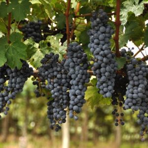 Propostas de alteração à Lei do Vinho serão encaminhadas à Câmara Nacional