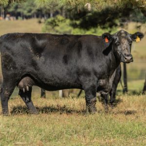 Renascença fatura R$ 1,1 milhão em leilão virtual