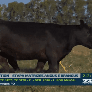Leilão Revolution cresce 88% e fatura R$ 12 milhões