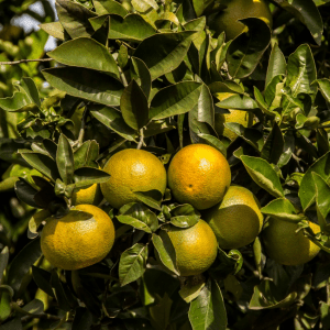 Câmara da Citricultura da Secretaria da Agricultura debate perspectivas para a safra 2020/2021