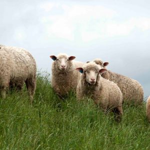 Ovinocultura será tema de Dia de Campo virtual nesta quarta-feira (19)
