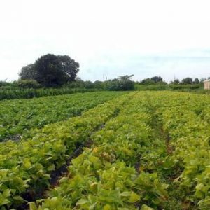 Crédito rural atinge mais de R$ 200 bilhões em dez meses