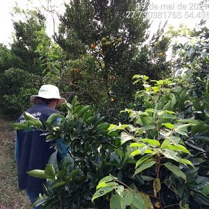 Secretaria da Agricultura realiza monitoramento fitossanitário em diversos pomares no RS