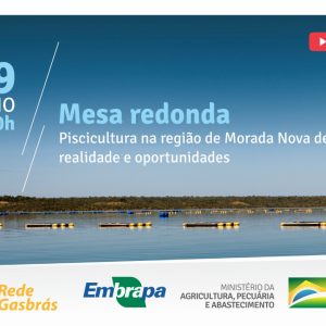 Produção de tilápia em polo mineiro é tema de live