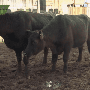 Leilão Produção Genética Progresso e Convidados fatura R$ 445 mil com fêmeas Angus