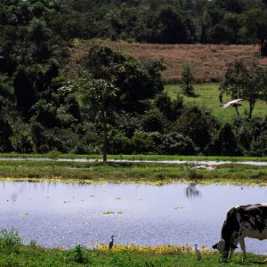 Valor da Produção Agropecuária deve chegar a R$ 1,227 trilhão este ano