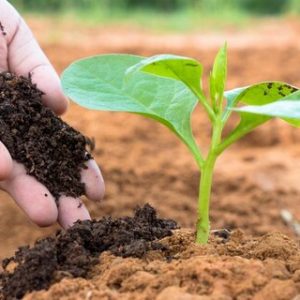 Em busca de fertilizantes, comitiva do MAPA viaja a Jordânia, Egito e Marrocos