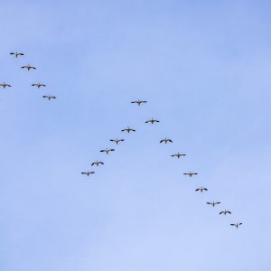 Como aprimorar a liderança e o desenvolvimento organizacional?
