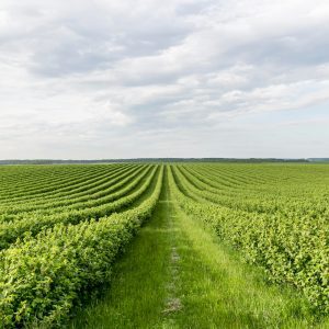 Pacote de Genebra traça diretrizes para segurança alimentar