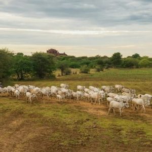 VBP de 2022 é estimado em R$ 1,24 trilhão, informa Mapa
