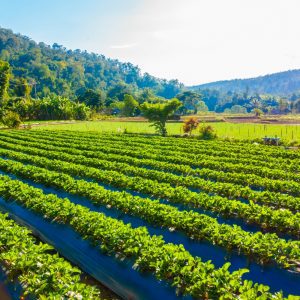 Potássio: fertilizante é essencial para o agronegócio, diz empresário