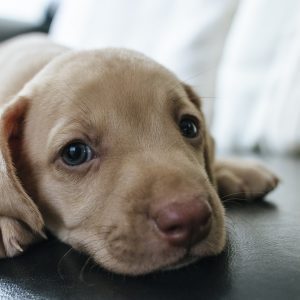 Telemedicina pode contribuir para a saúde dos pets