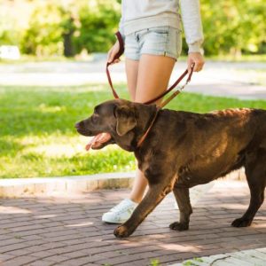 Saiba a importância de caminhar com seu pet