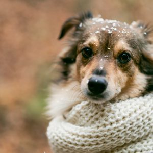 Inverno: Saiba os cuidados necessários para proteger o seu pet