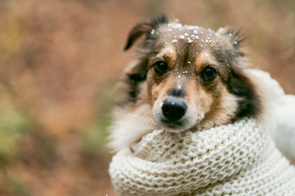 Inverno: Saiba os cuidados necessários para proteger o seu pet