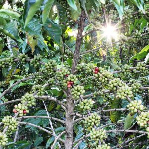 Conheça as principais regiões cafeeiras do Brasil