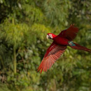 <strong>Pantanal e Bonito: um safári brasileiro</strong>