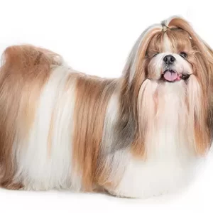 Shih Tzu