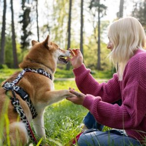 5 dicas para ajudar no adestramento do seu pet
