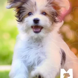<strong>7 cuidados com os pets no verão</strong>