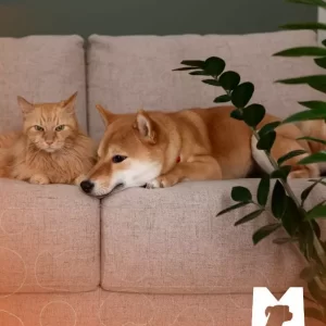 <strong>Pets e plantas: uma convivência possível</strong>
