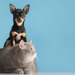 9 benefícios de adotar um pet