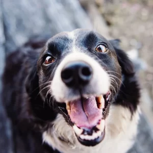 <strong>Ceratoconjuntivite seca: a doença do olho seco que é grave e comum em cães, mas pouco conhecida pelos tutores</strong>