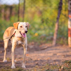 O que é a Declaração Universal dos Direitos dos Animais?