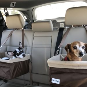 <strong>Viagem Pet: Veterinário do CEUB dá dicas para uma viagem segura com cães e gatos</strong>