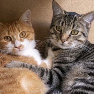 <strong>Dia do Gato: Veterinário do CEUB dá dicas de como preservar a saúde dos felinos de estimação</strong>
