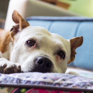 Cão doente ou deficiente não é motivo para abandono