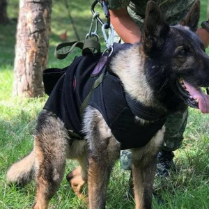 Como estão os cães na Turquia após terremoto?