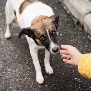 Cão abandonado e ferido na rua: saiba como agir